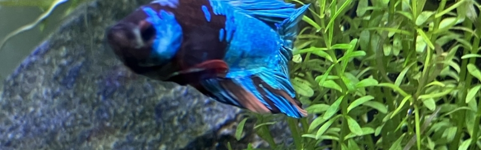 image-20260201-171957-327