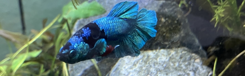 image-20260201-172202-409