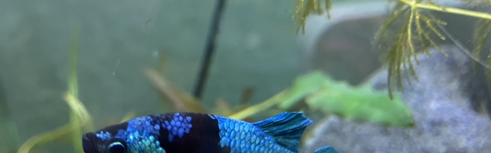 image-20260201-172202-486